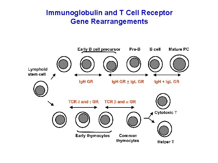 Immunoglobulin and T Cell Receptor Gene Rearrangements 