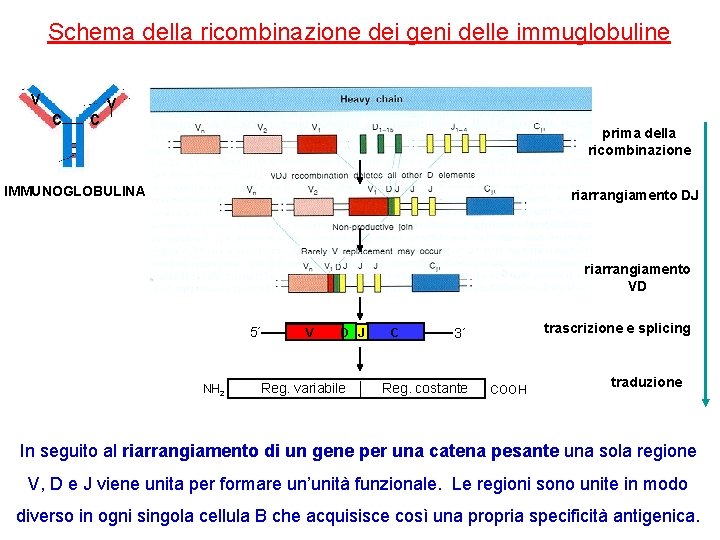 Schema della ricombinazione dei geni delle immuglobuline v c c v prima della ricombinazione