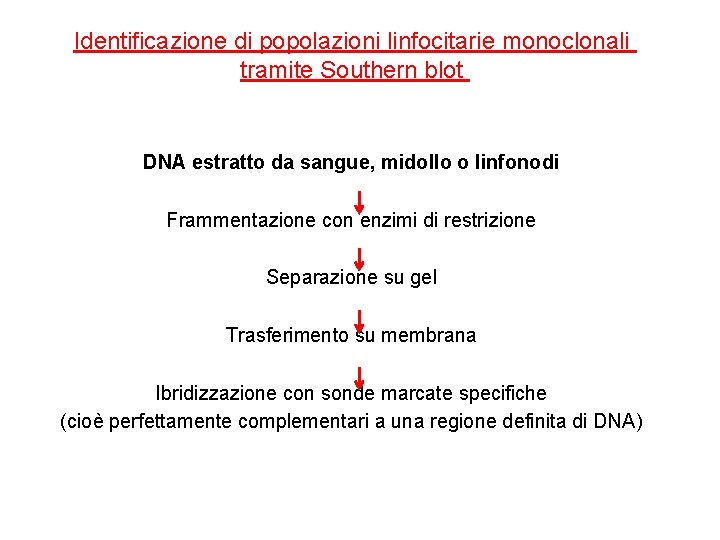 Identificazione di popolazioni linfocitarie monoclonali tramite Southern blot DNA estratto da sangue, midollo o