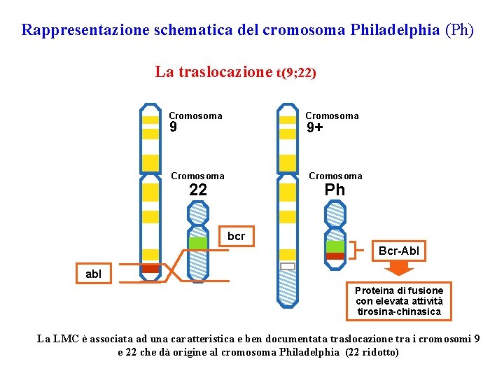 Rappresentazione schematica del cromosoma Philadelphia (Ph) La traslocazione t(9; 22) Cromosoma 9 9+ Cromosoma