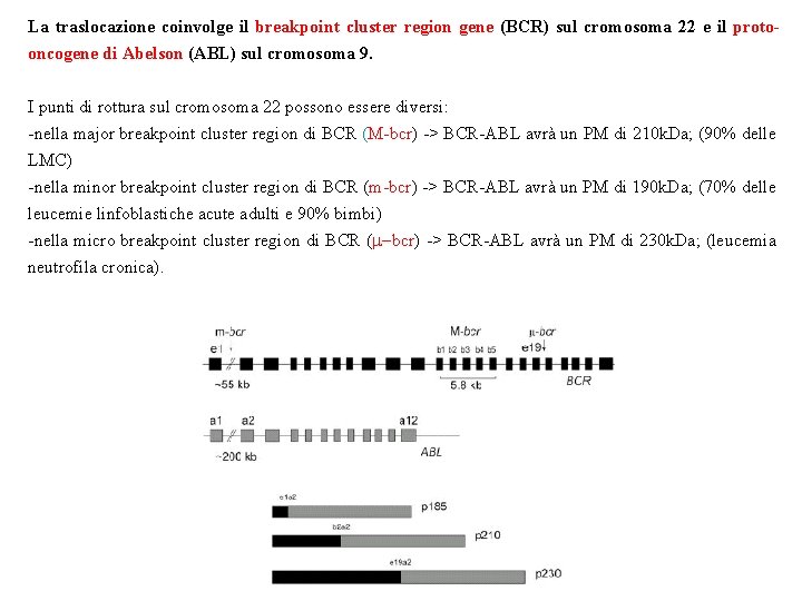 La traslocazione coinvolge il breakpoint cluster region gene (BCR) sul cromosoma 22 e il