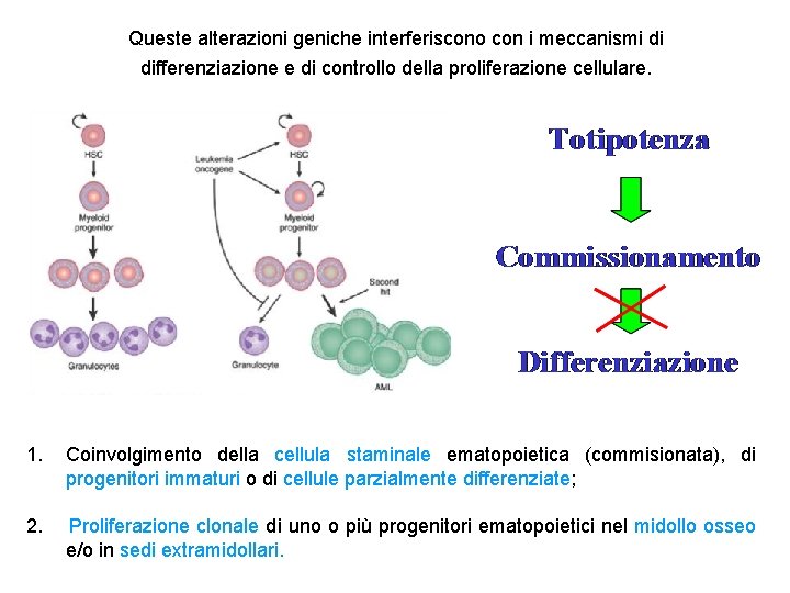 Queste alterazioni geniche interferiscono con i meccanismi di differenziazione e di controllo della proliferazione