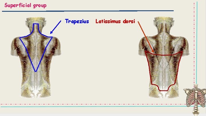 Superficial group Trapezius Latissimus dorsi 