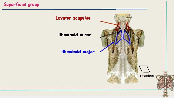 Superficial group Levator scapulae Rhomboid minor Rhomboid major 