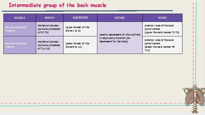 Intermediate group of the back muscle MUSCLE Serratus posterior superior Serratus posterior inferior ORIGIN