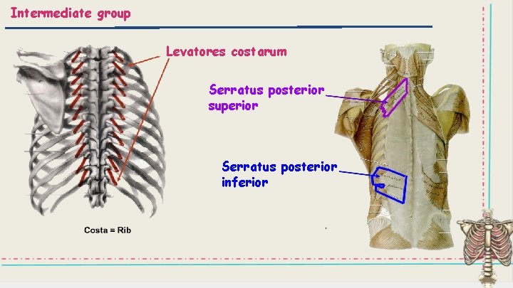 Intermediate group Levatores costarum Serratus posterior superior Serratus posterior inferior 