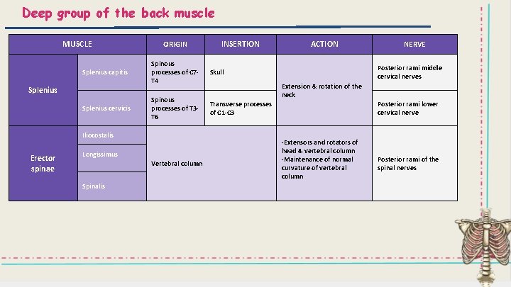 Deep group of the back muscle MUSCLE Splenius capitis Splenius cervicis ORIGIN Spinous processes