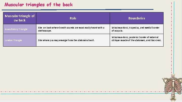 Muscular triangles of the back Muscular triangle of the back Role Boundaries Auscultatory Triangle