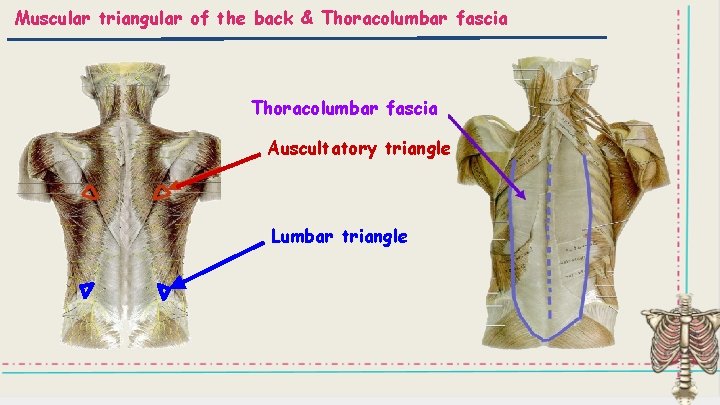 Muscular triangular of the back & Thoracolumbar fascia Auscultatory triangle Lumbar triangle 