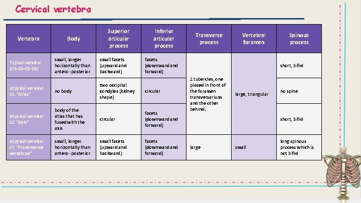 Cervical vertebra Vertebra Body Superior articular process Inferior articular process small, longer horizontally than