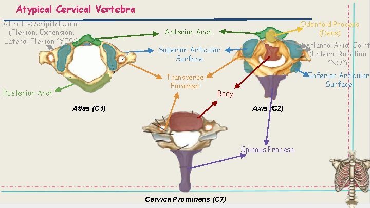 Atypical Cervical Vertebra Atlanto-Occipital Joint (Flexion, Extension, Lateral Flexion “YES”) Anterior Arch Atlanto-Axial Joint