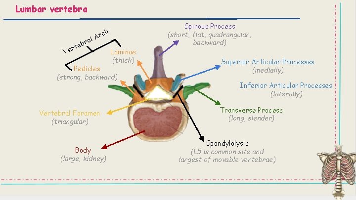 Lumbar vertebra rch al A r b rte Ve Laminae (thick) Pedicles (strong, backward)