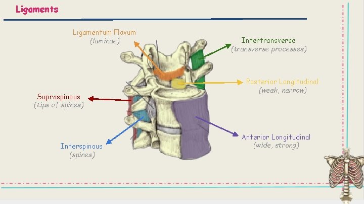 Ligaments Ligamentum Flavum (laminae) Supraspinous (tips of spines) Interspinous (spines) Intertransverse (transverse processes) Posterior