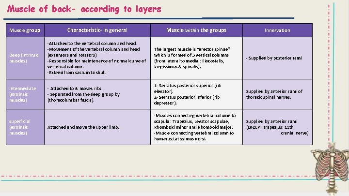Muscle of back- according to layers Muscle group Characteristic- in general Deep (intrinsic muscles)