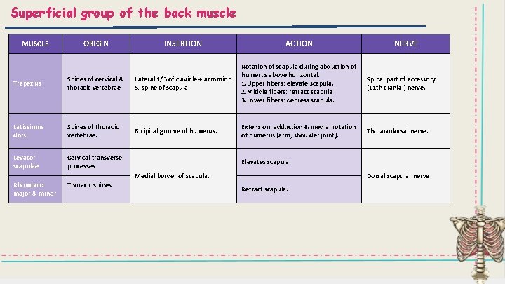 Superficial group of the back muscle MUSCLE ORIGIN INSERTION ACTION Spinal part of accessory