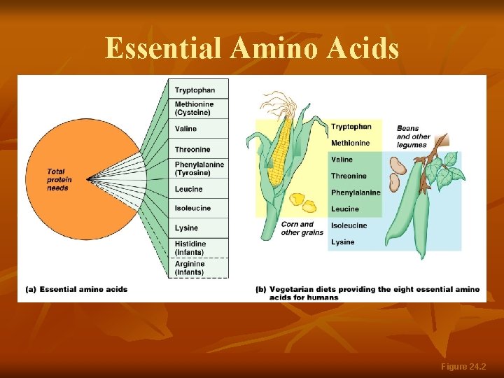 Essential Amino Acids Figure 24. 2 