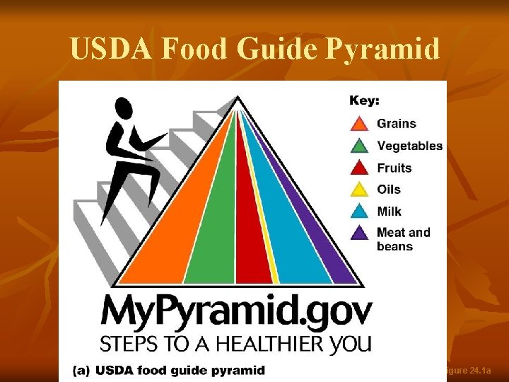 USDA Food Guide Pyramid Figure 24. 1 a 