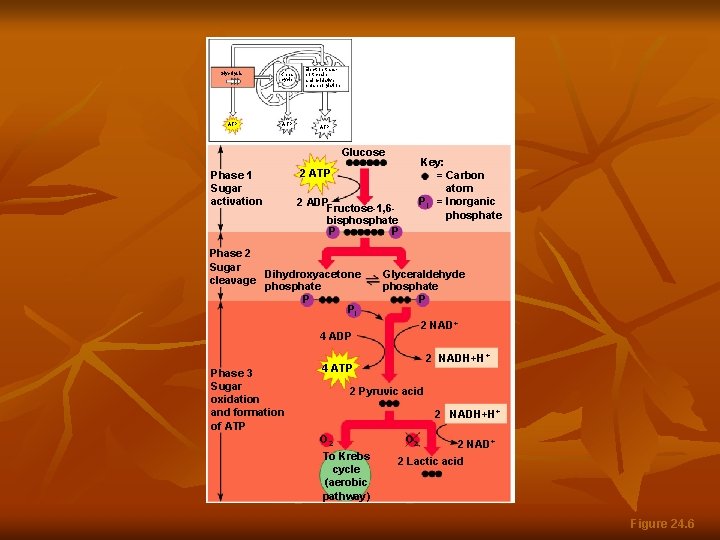 Glycolysis ATP Glycolysis Krebs cycle ATP Electron transport chain and oxidative phosphorylation ATP Glucose