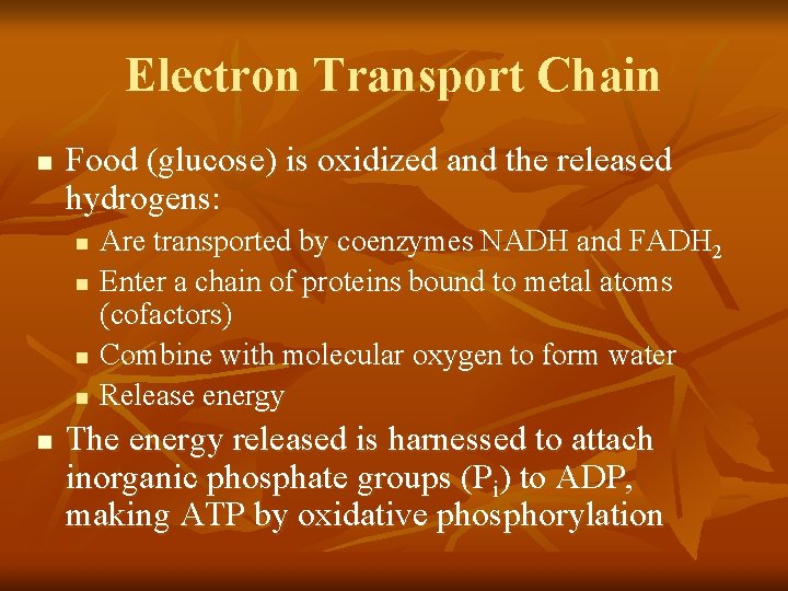 Electron Transport Chain n Food (glucose) is oxidized and the released hydrogens: n n