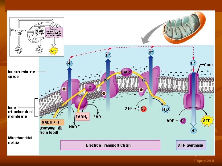 Glycolysis Krebs cycle Electron transport chain and oxidative phosphorylation ATP ATP H+ H+ Intermembrane