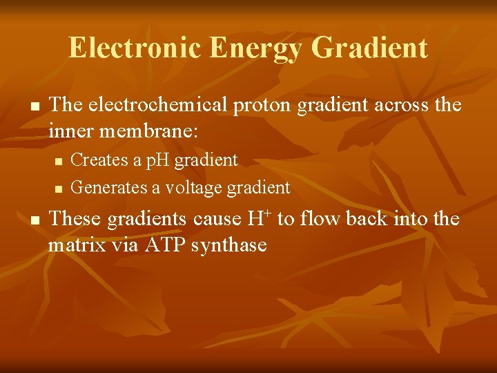 Electronic Energy Gradient n The electrochemical proton gradient across the inner membrane: n n