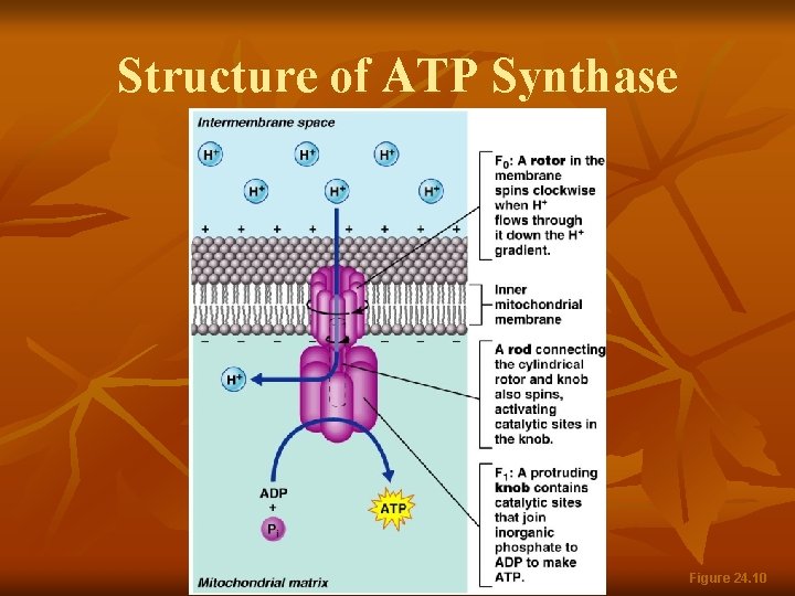 Structure of ATP Synthase Figure 24. 10 