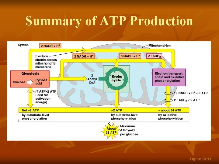 Summary of ATP Production Figure 24. 11 