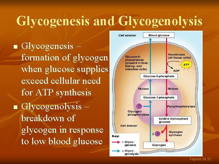 Glycogenesis and Glycogenolysis n n Glycogenesis – formation of glycogen when glucose supplies exceed