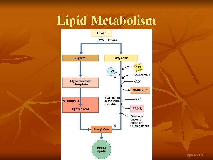 Lipid Metabolism Figure 24. 13 