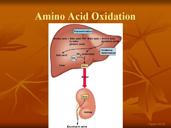 Amino Acid Oxidation Figure 24. 15 