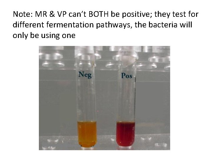 Note: MR & VP can’t BOTH be positive; they test for different fermentation pathways,