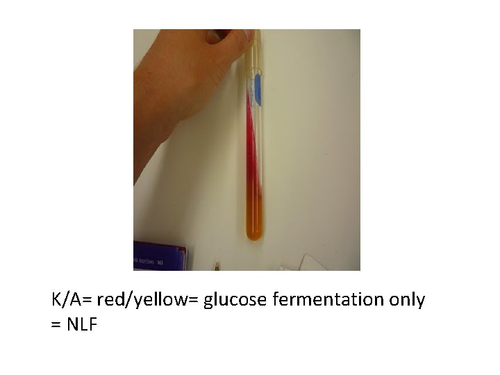 K/A= red/yellow= glucose fermentation only = NLF 