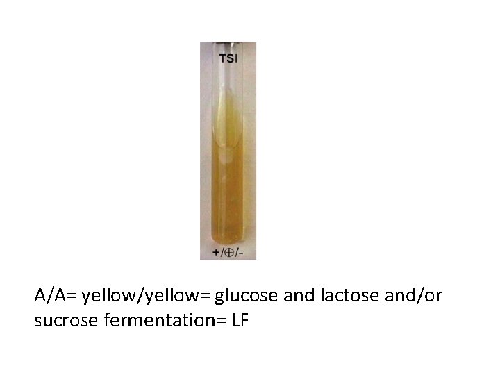 A/A= yellow/yellow= glucose and lactose and/or sucrose fermentation= LF 
