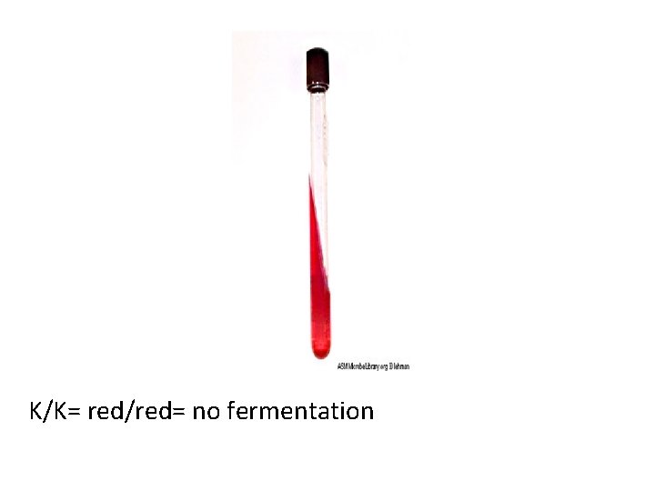 K/K= red/red= no fermentation 