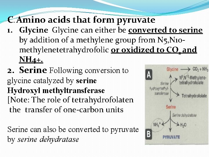 C. Amino acids that form pyruvate 1. Glycine can either be converted to serine