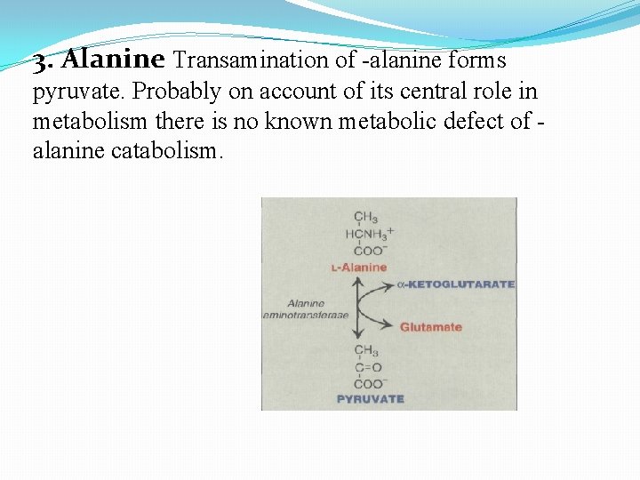 3. Alanine Transamination of -alanine forms pyruvate. Probably on account of its central role