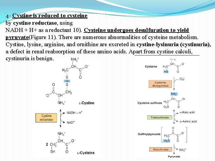4 - Cystine is reduced to cysteine by cystine reductase, using NADH + H+