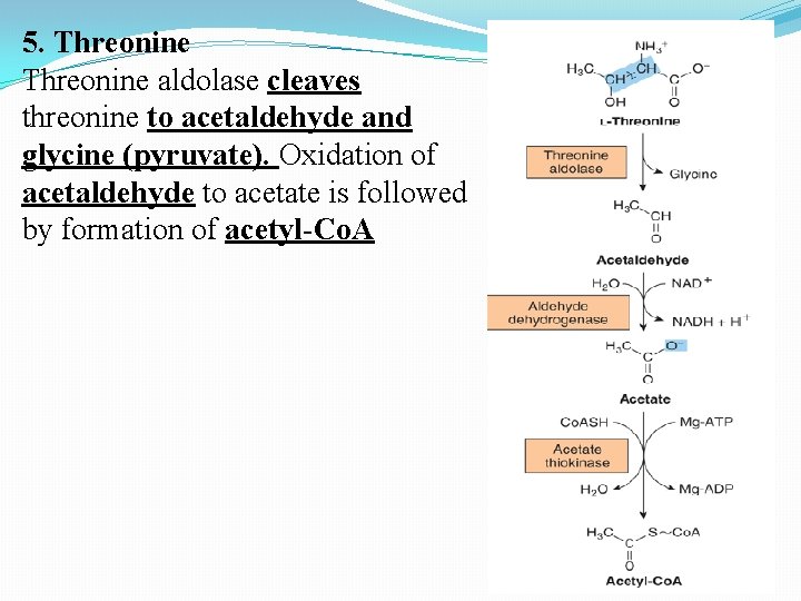5. Threonine aldolase cleaves threonine to acetaldehyde and glycine (pyruvate). Oxidation of acetaldehyde to