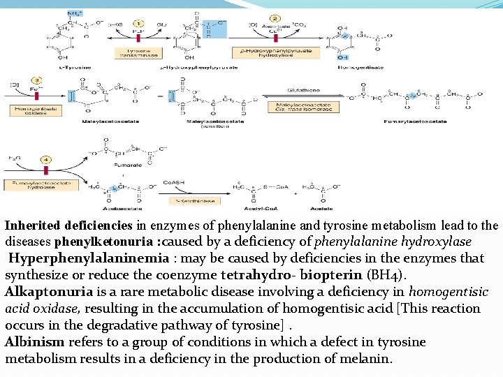 Inherited deficiencies in enzymes of phenylalanine and tyrosine metabolism lead to the diseases phenylketonuria