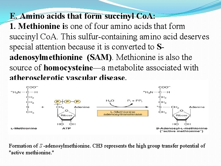 E. Amino acids that form succinyl Co. A: 1. Methionine is one of four