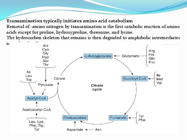 Transamination typically initiates amino acid catabolism Removal of -amino nitrogen by transamination is the