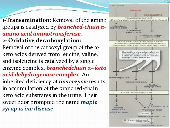 1 -Transamination: Removal of the amino groups is catalyzed by branched-chain αamino acid aminotransferase.