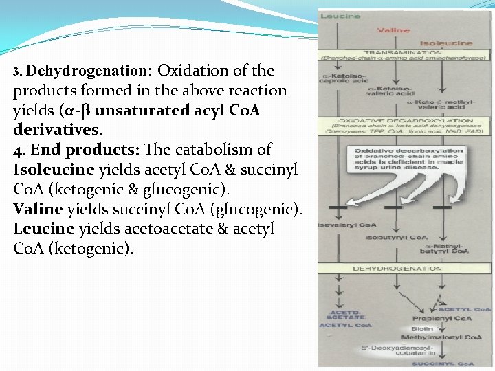 Oxidation of the products formed in the above reaction yields (α-β unsaturated acyl Co.