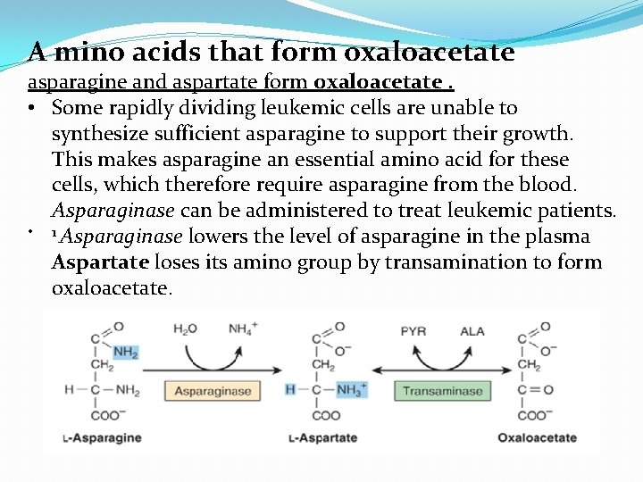 A mino acids that form oxaloacetate asparagine and aspartate form oxaloacetate. • Some rapidly