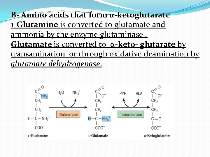 B- Amino acids that form α-ketoglutarate 1 -Glutamine is converted to glutamate and ammonia