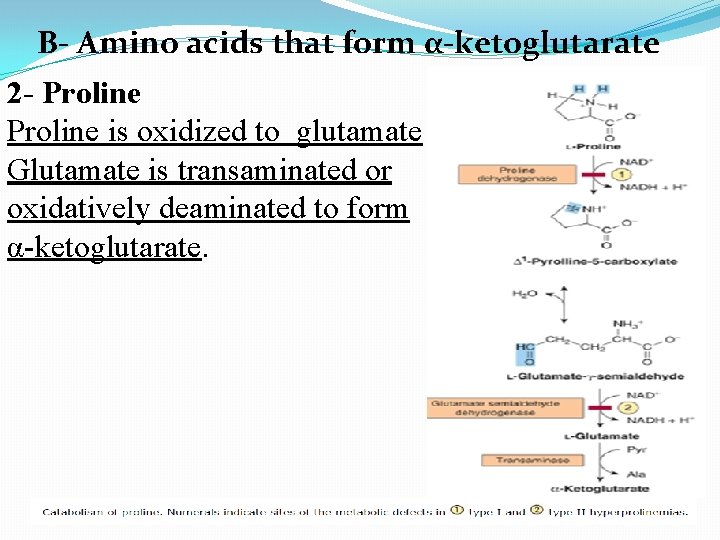 B- Amino acids that form α-ketoglutarate 2 - Proline is oxidized to glutamate Glutamate