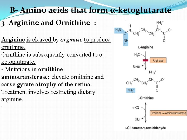 B- Amino acids that form α-ketoglutarate 3 - Arginine and Ornithine : Arginine is