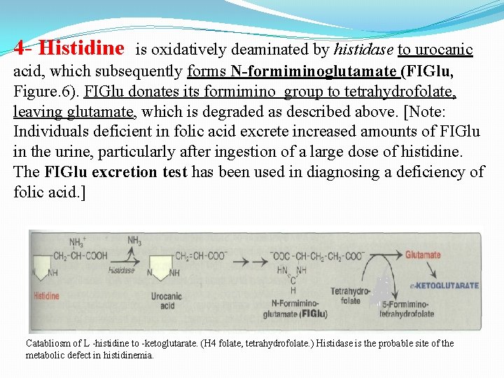 4 - Histidine is oxidatively deaminated by histidase to urocanic acid, which subsequently forms