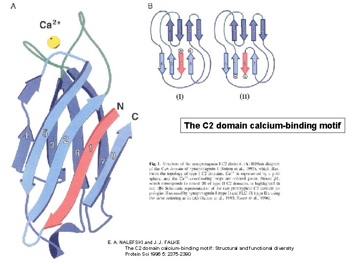 The C 2 domain calcium-binding motif E. A. NALEFSKI and J. J. FALKE The