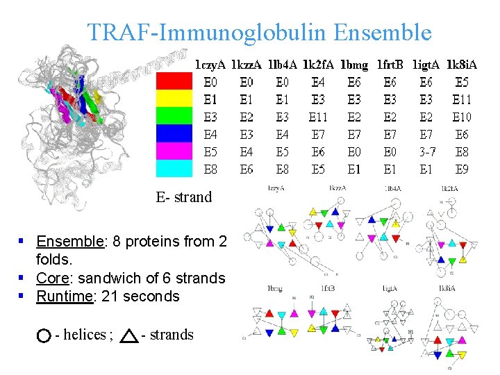 TRAF-Immunoglobulin Ensemble E- strand § Ensemble: 8 proteins from 2 folds. § Core: sandwich